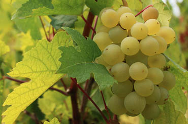 White grapes